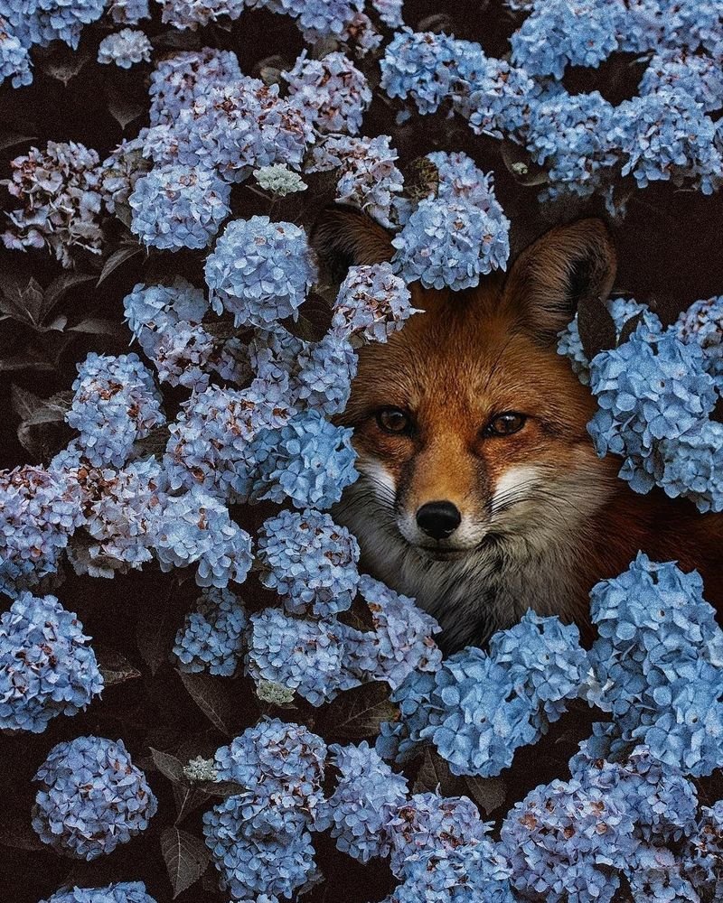 Фотография: в стиле , Ландшафт, Флористика, Гид – фото на INMYROOM