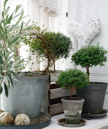 Фотография: Декор в стиле Скандинавский, Малогабаритная квартира, Квартира, Флористика, Стиль жизни, Зимний сад – фото на INMYROOM Фотография: Декор в стиле Скандинавский, Малогабаритная квартира, Квартира, Флористика, Стиль жизни, Зимний сад – фото на INMYROOM