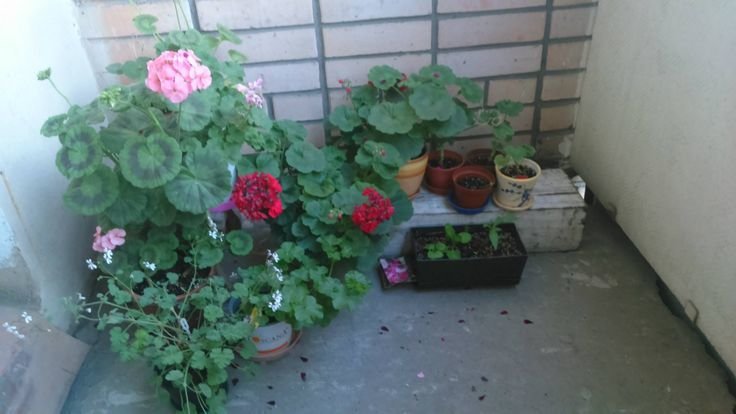 Фото из портфолио Ландшафтные работы ... на балконе – фотографии дизайна интерьеров на INMYROOM Фото из портфолио Ландшафтные работы ... на балконе – фотографии дизайна интерьеров на INMYROOM