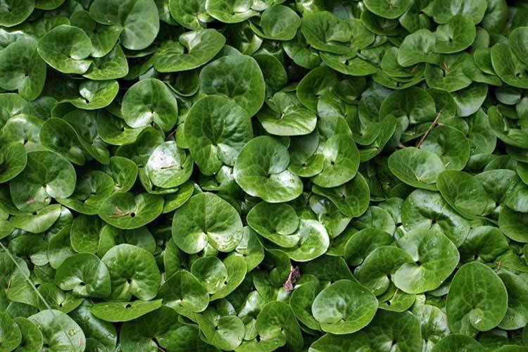 Фотография: в стиле , Сад, Дом и дача, дачный участок, Derevo Park, растения – фото на INMYROOM