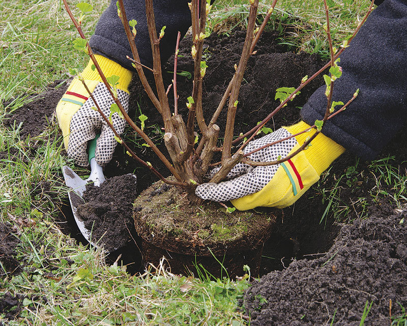 Фотография: в стиле , Ландшафт, Советы, Дом и дача, Татьяна Крамская – фото на INMYROOM