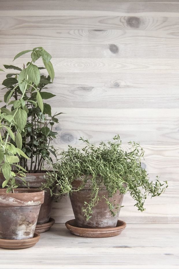 Фотография: Флористика в стиле , Лофт, Современный, Проект недели, Дом и дача, Таунхаус, Ленинградская область, Монолитный дом, 3 комнаты, Более 90 метров, #каксэкономить, INT2architecture – фото на INMYROOM