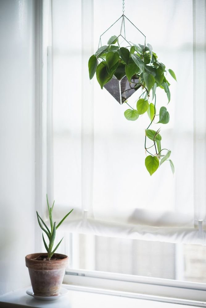 Фотография: Прочее в стиле , Малогабаритная квартира, Квартира, Флористика, Стиль жизни, Зимний сад – фото на INMYROOM Фотография: Прочее в стиле , Малогабаритная квартира, Квартира, Флористика, Стиль жизни, Зимний сад – фото на INMYROOM