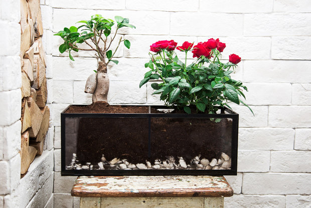 Фотография: Флористика в стиле , Декор интерьера, Советы, растения в интерьере, Vibe Life Technologies – фото на INMYROOM