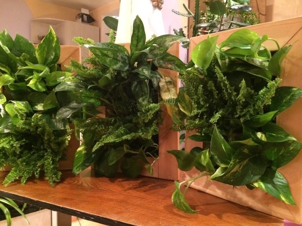 Фото из портфолио Живые стены и картины – фотографии дизайна интерьеров на INMYROOM