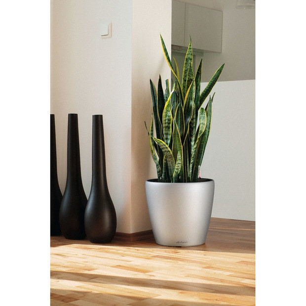 Фото из портфолио Кашпо с автополивом LECHUZA CLASSICO LS – фотографии дизайна интерьеров на INMYROOM