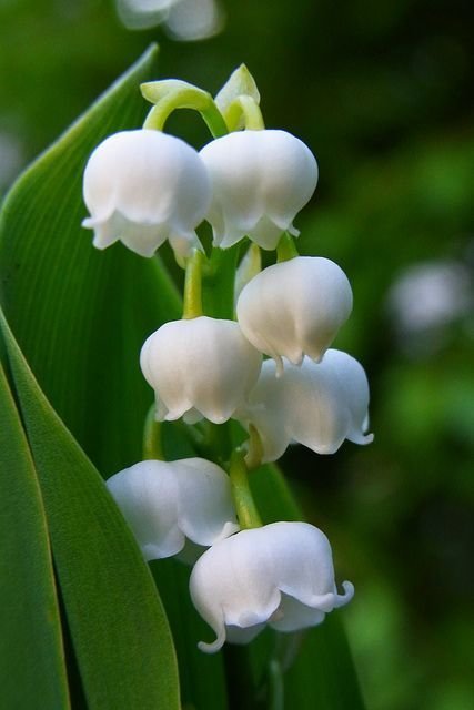 Фотография: Кухня и столовая в стиле Классический, Гид, растения в интерьере – фото на INMYROOM