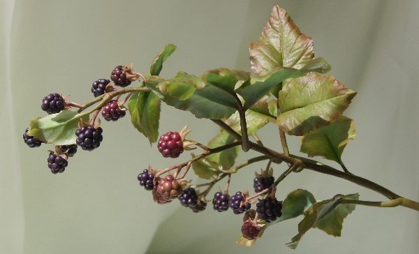 Фото из портфолио Цветы из холодного фарфора – фотографии дизайна интерьеров на INMYROOM