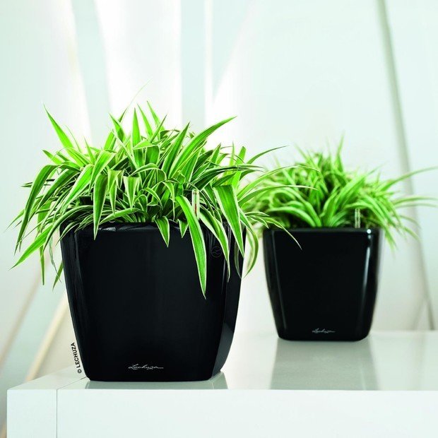 Фото из портфолио Кашпо LECHUZA (Лечуза) QUADRO LS – фотографии дизайна интерьеров на INMYROOM