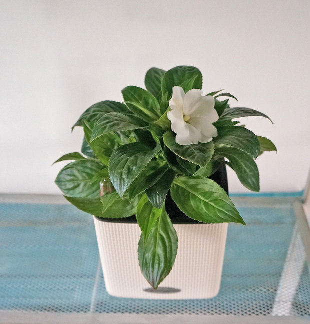 Фото из портфолио Лаванда в кашпо с автополивом 14*14 – фотографии дизайна интерьеров на INMYROOM