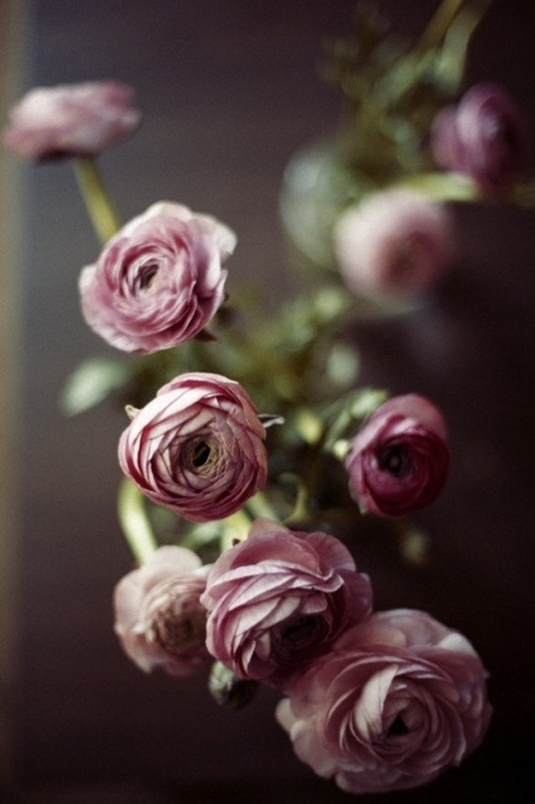 Фотография: Флористика в стиле , Декор интерьера, Декор дома, Декор свадьбы, Цветы, Свадебный декор – фото на INMYROOM Фотография: Флористика в стиле , Декор интерьера, Декор дома, Декор свадьбы, Цветы, Свадебный декор – фото на INMYROOM