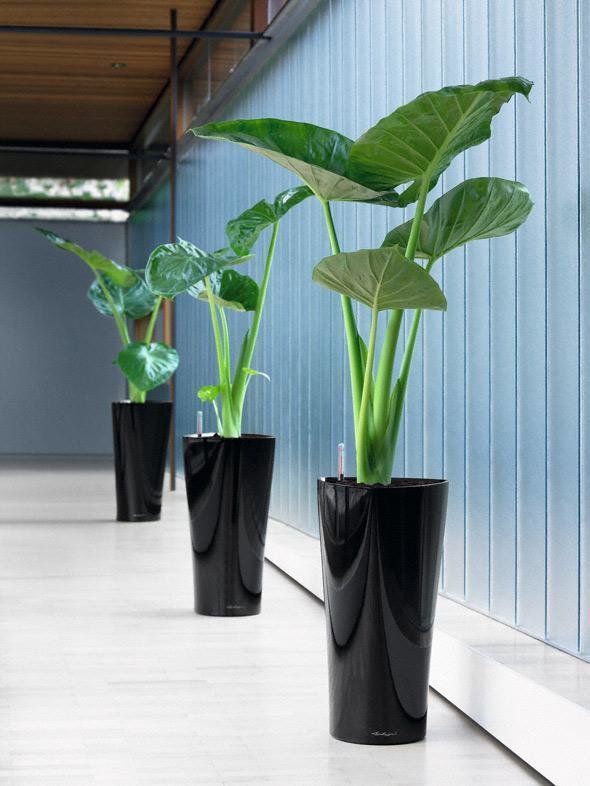 Фото из портфолио Кашпо для растений LECHUZA (Лечуза) DELTA 30 и 40 – фотографии дизайна интерьеров на INMYROOM
