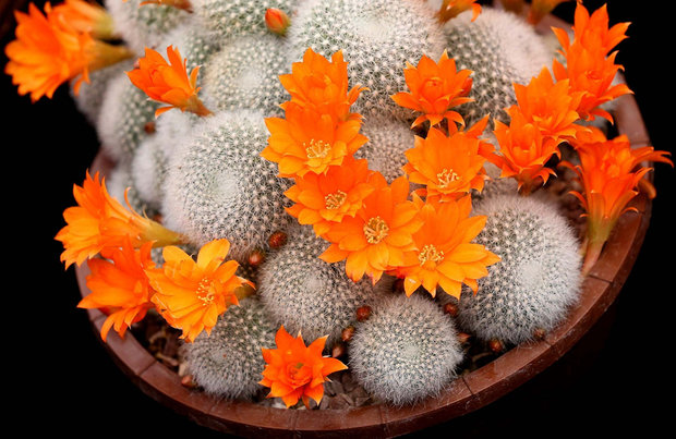 Фотография: Флористика в стиле , Индустрия, События, Лондон – фото на INMYROOM