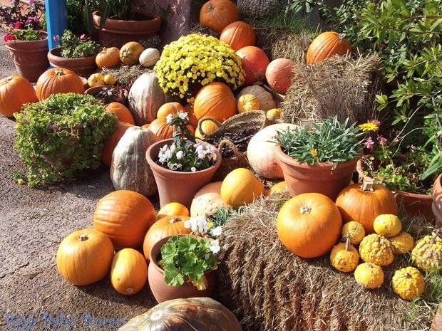 Фотография: Ландшафт в стиле Прованс и Кантри, Современный, Стиль жизни, Сад – фото на INMYROOM