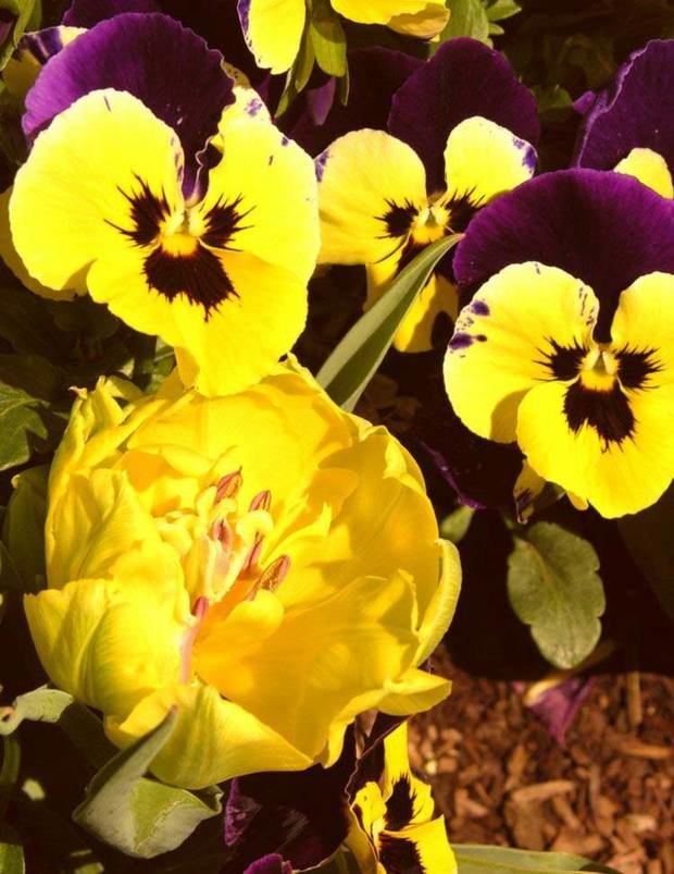 Фотография: Флористика в стиле , Декор интерьера, Дом, Стиль жизни, Цветы – фото на INMYROOM