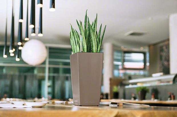 Фото из портфолио MAXI-CUBI и MINI-CUBI: цветочные горшки для растений от немецкого производителя LECHUZA – фотографии дизайна интерьеров на INMYROOM