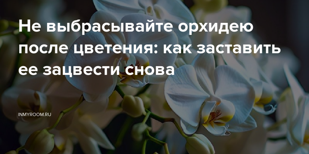 Не выбрасывайте орхидею после цветения: как заставить ее зацвести снова