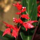 Флорист Анастасия  Смирнова